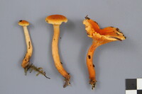 Hygrophoropsis aurantiaca image